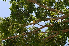 0510 Freshwater Railway Station